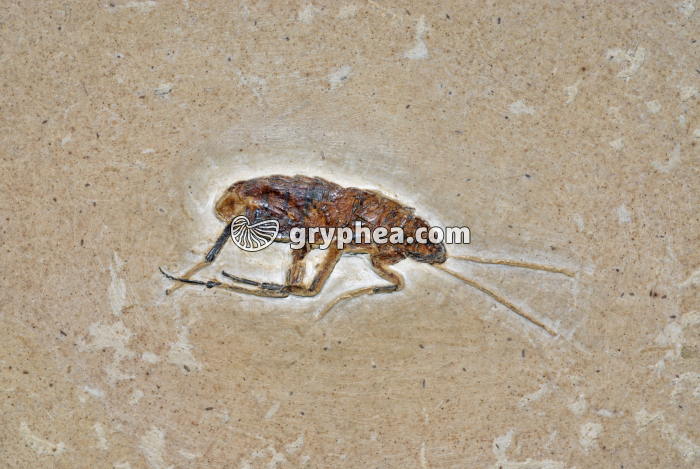 Insecte fossile - gryphea.com